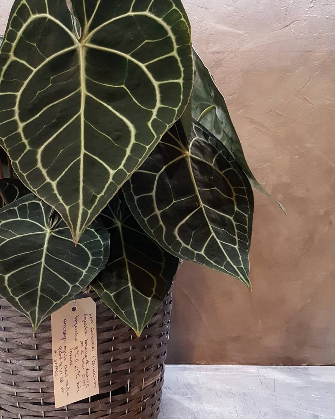 fleuriste à Meyzieu